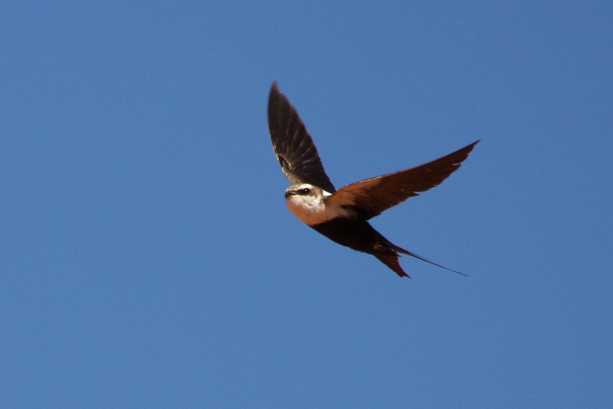 White-backed Swallow - Mat Gilfedder