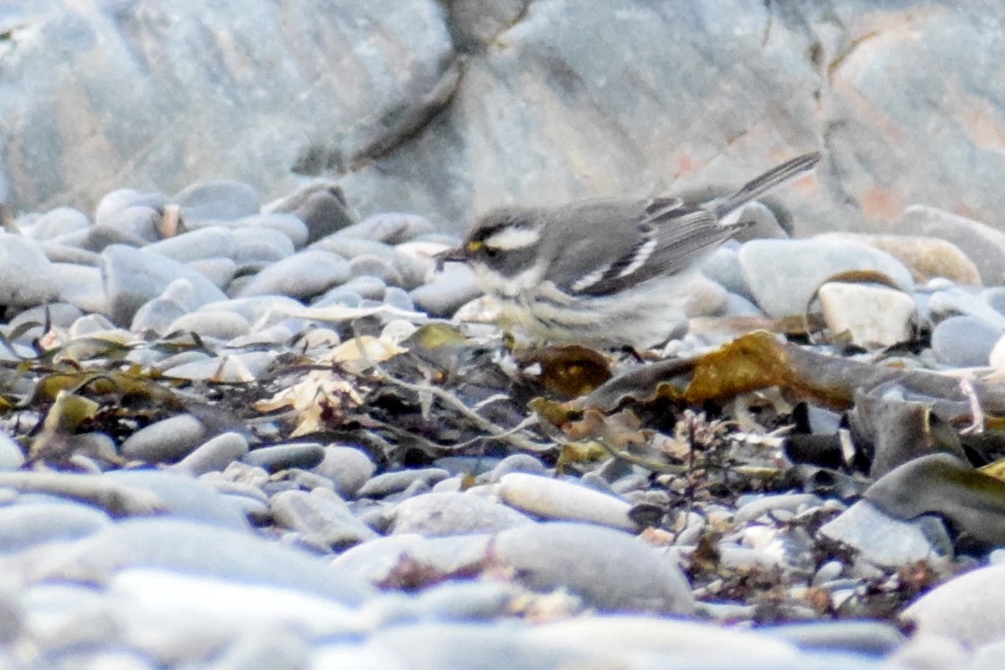 Black-throated Gray Warbler - ML281707871
