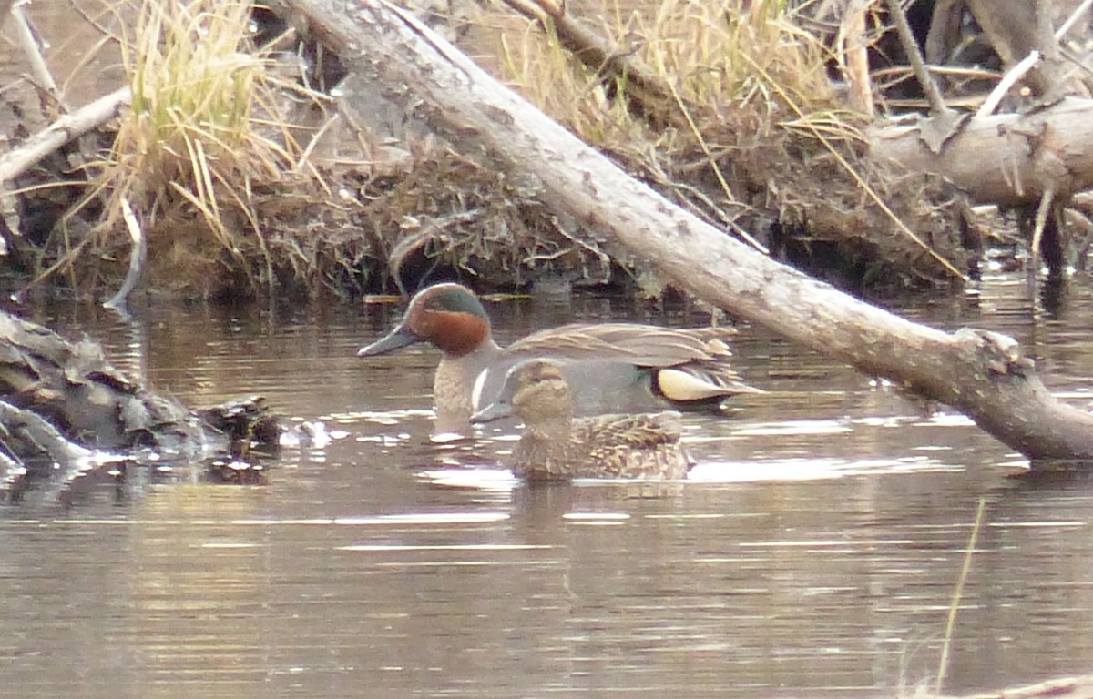 Green-winged Teal - ML28170951