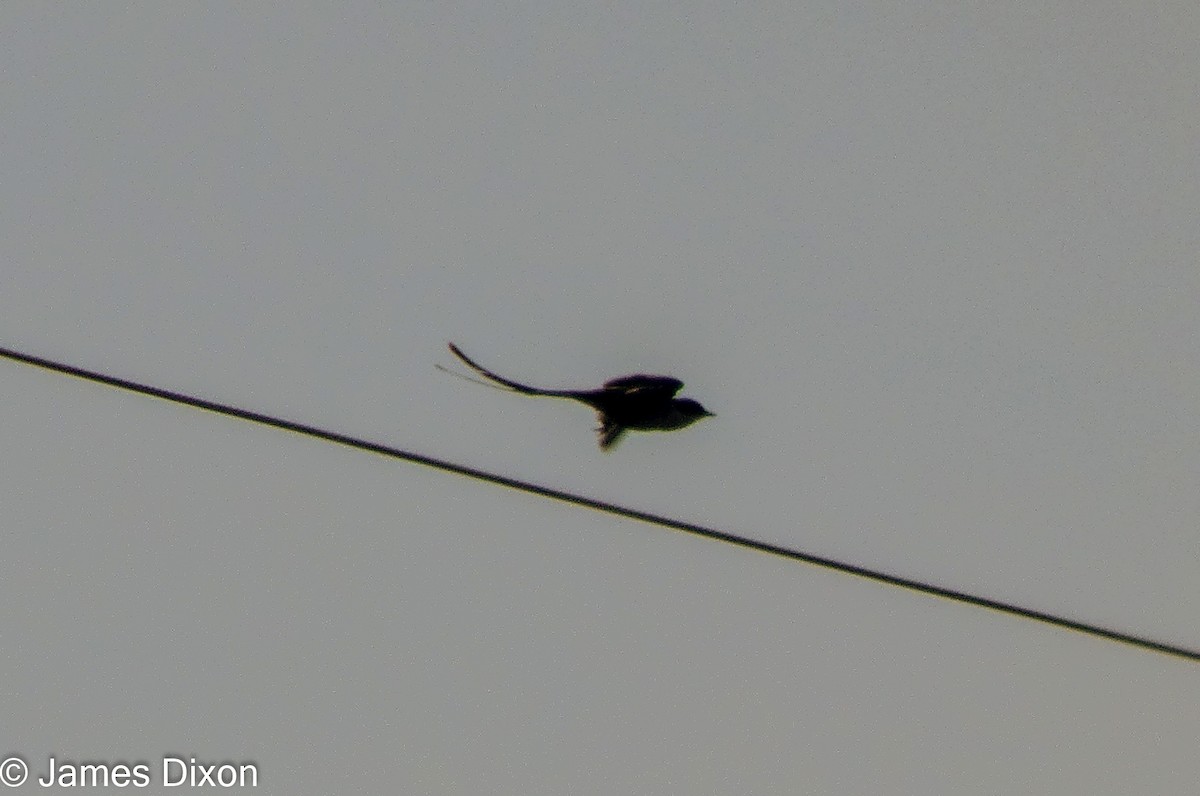 Fork-tailed Flycatcher - ML281714041