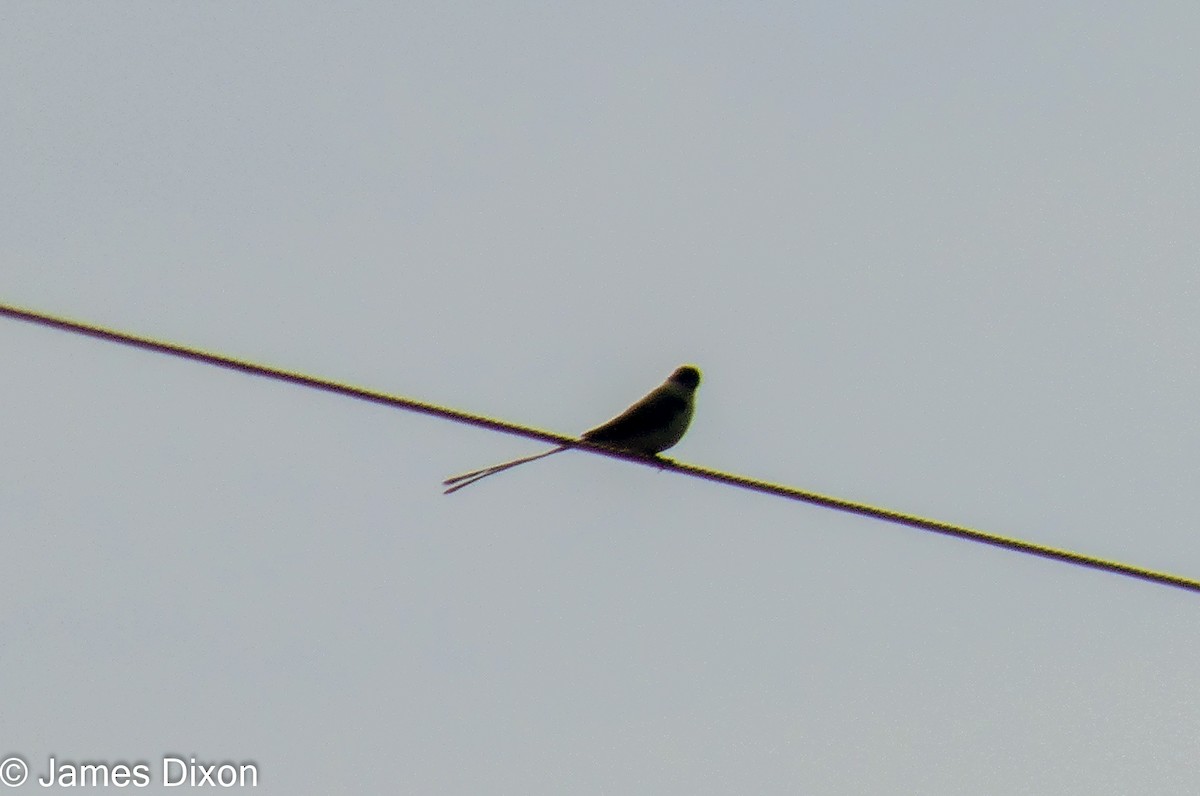 Fork-tailed Flycatcher - ML281714201