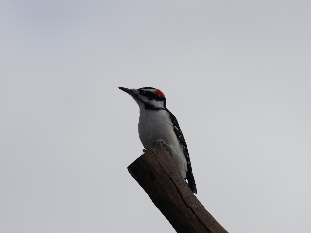 Hairy Woodpecker - ML281715101
