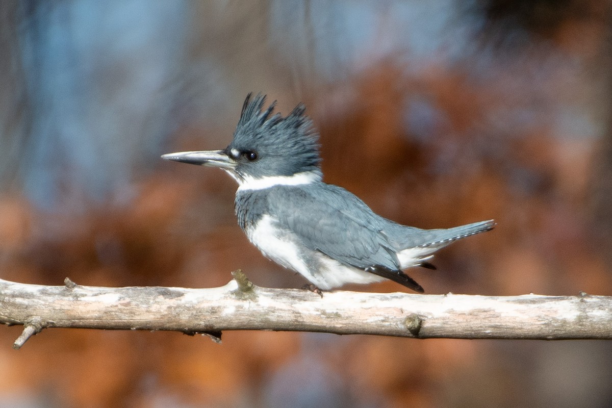 Belted Kingfisher - ML281716421