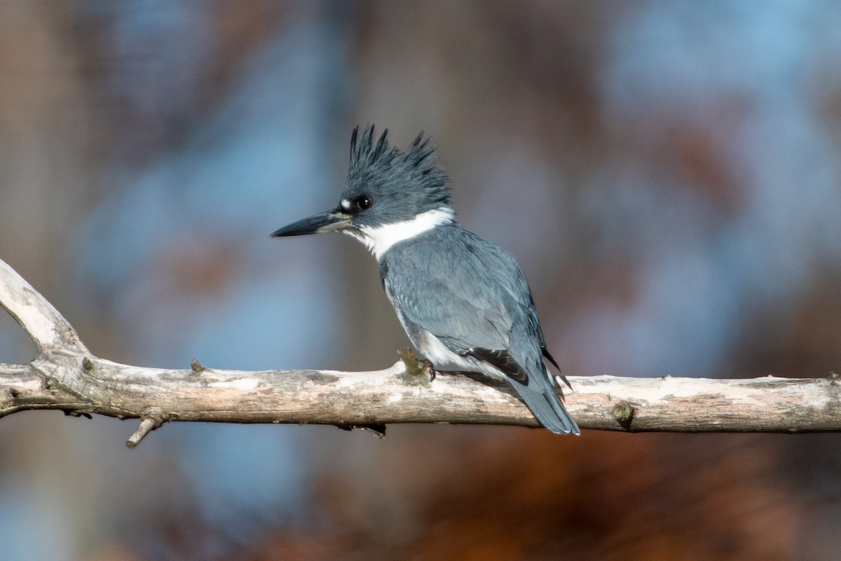 Belted Kingfisher - ML281716451
