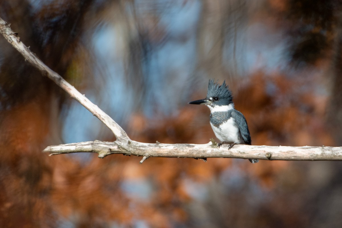 Belted Kingfisher - ML281716491