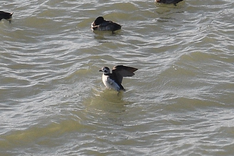 Long-tailed Duck - ML281717381