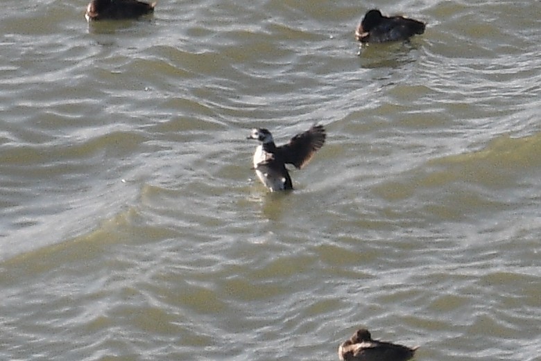 Long-tailed Duck - ML281717411