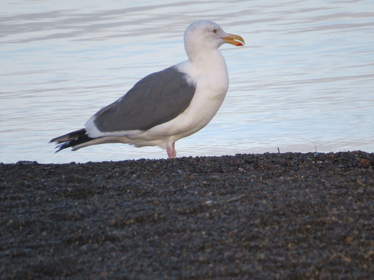 Western Gull - vic nelson