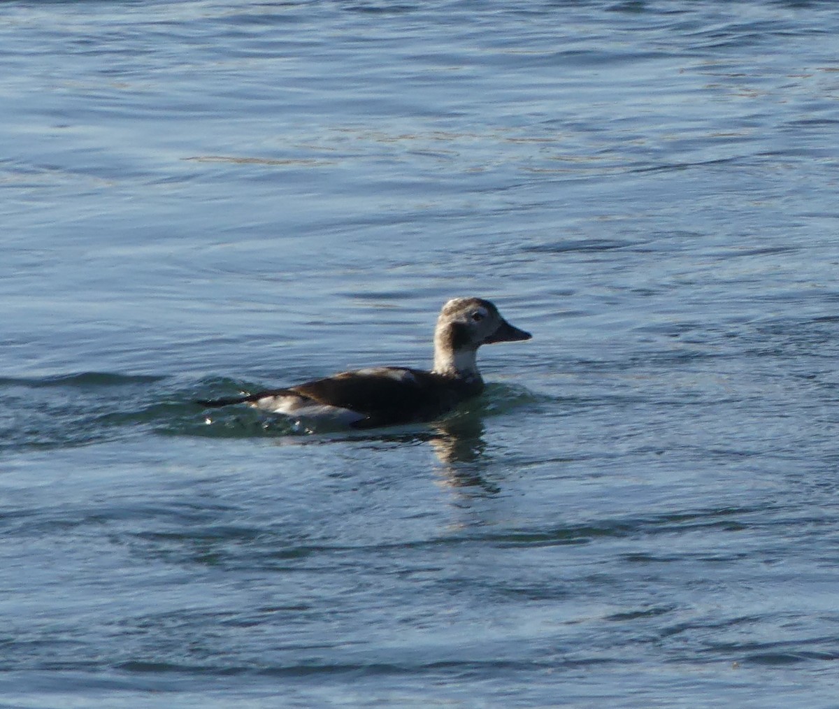 Long-tailed Duck - ML281721141