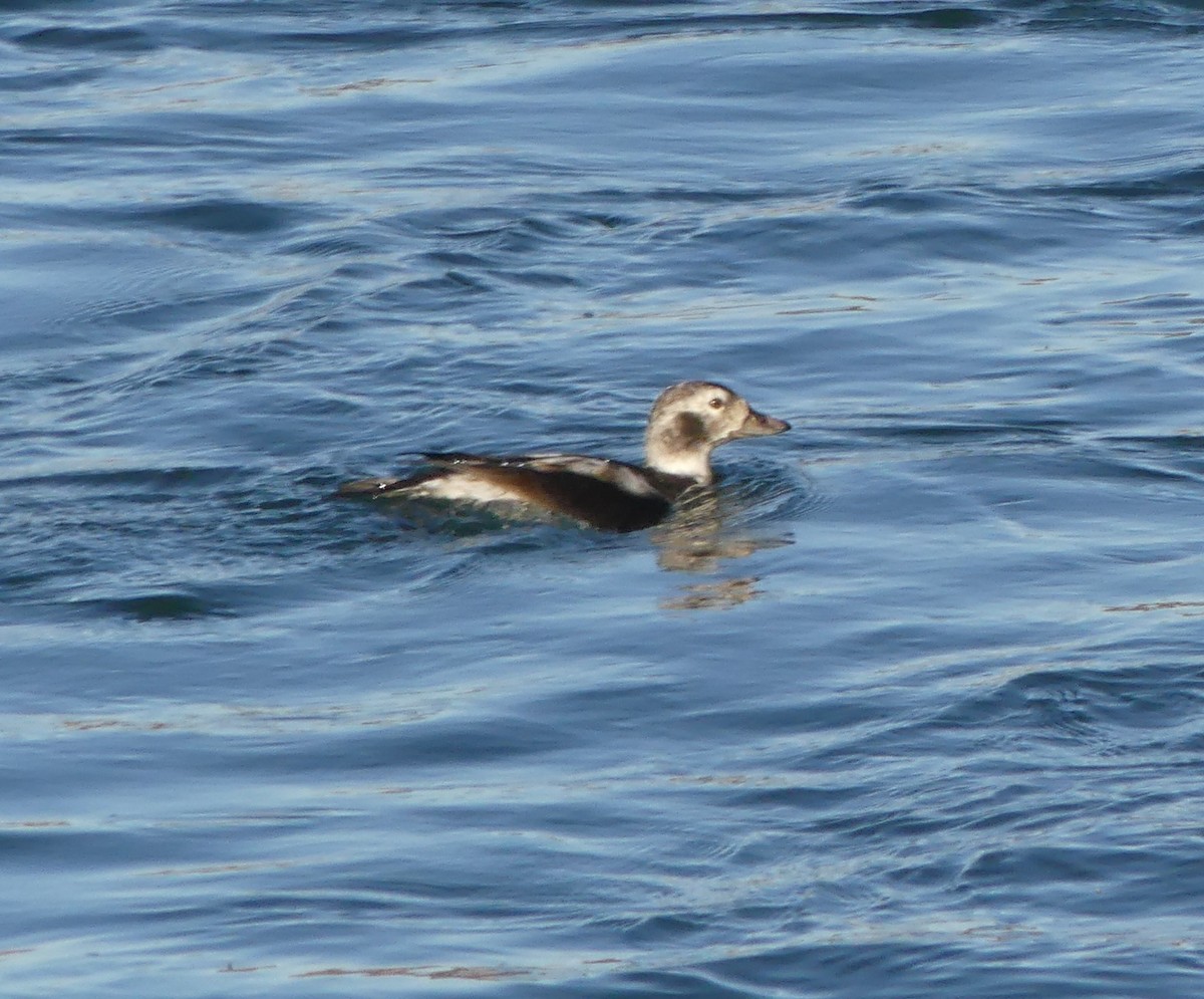 Long-tailed Duck - ML281721181