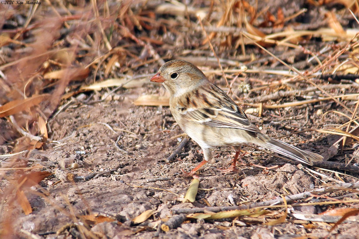 Field Sparrow - ML281725071