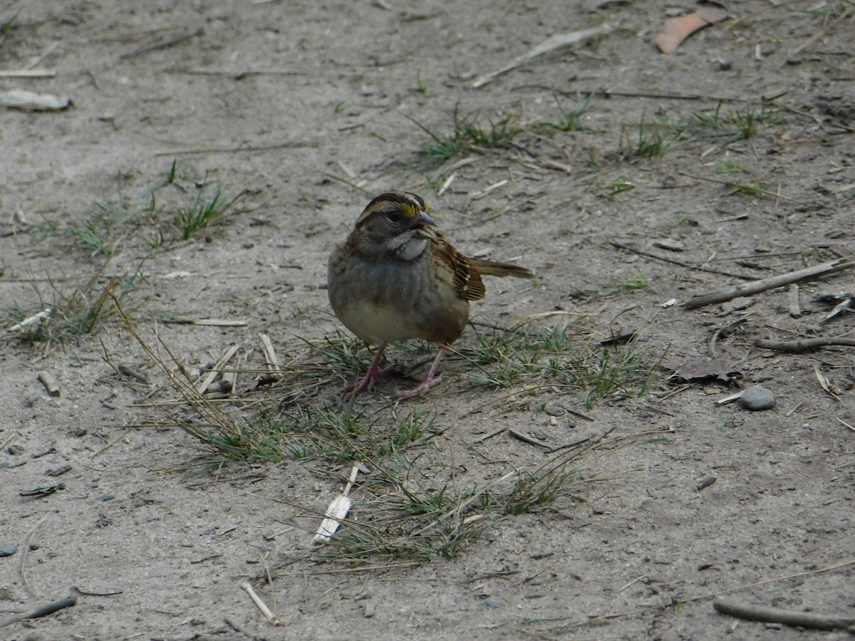 White-throated Sparrow - ML281725561
