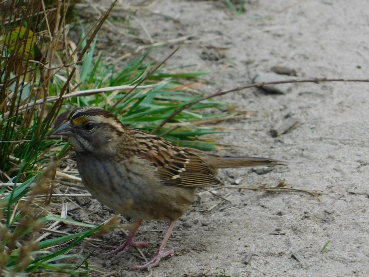 White-throated Sparrow - ML281725571