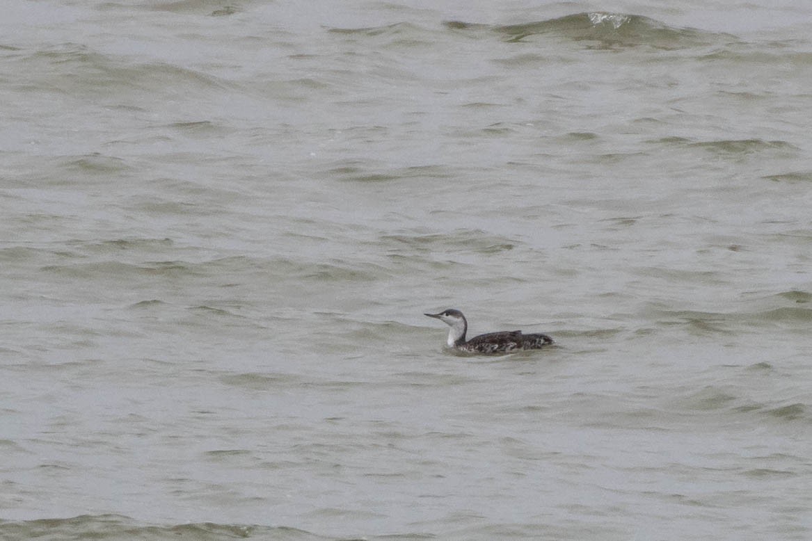 Red-throated Loon - ML281727031