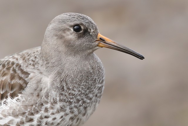 purple sandpiper breeding