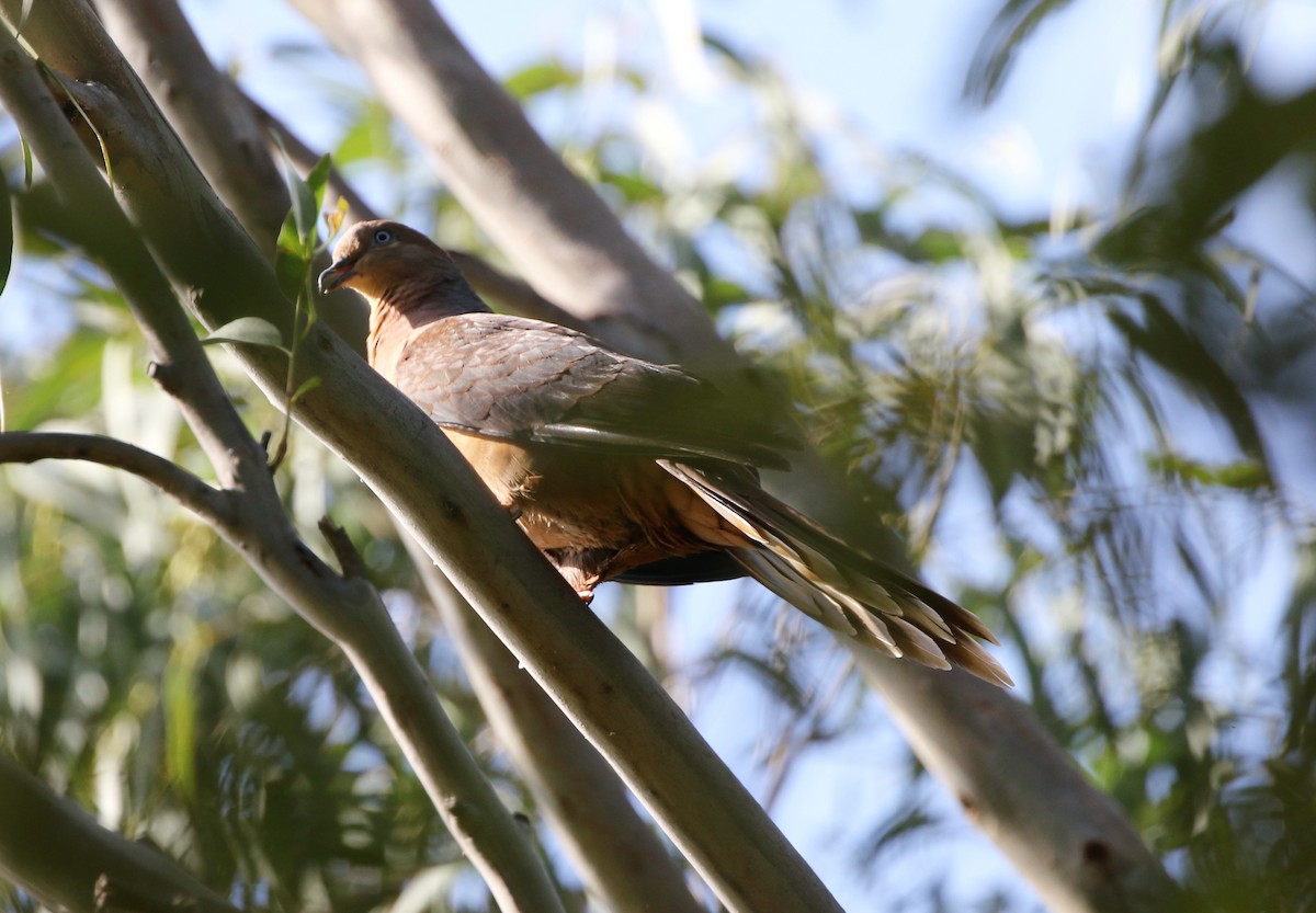 Brown Cuckoo-Dove - ML281733601