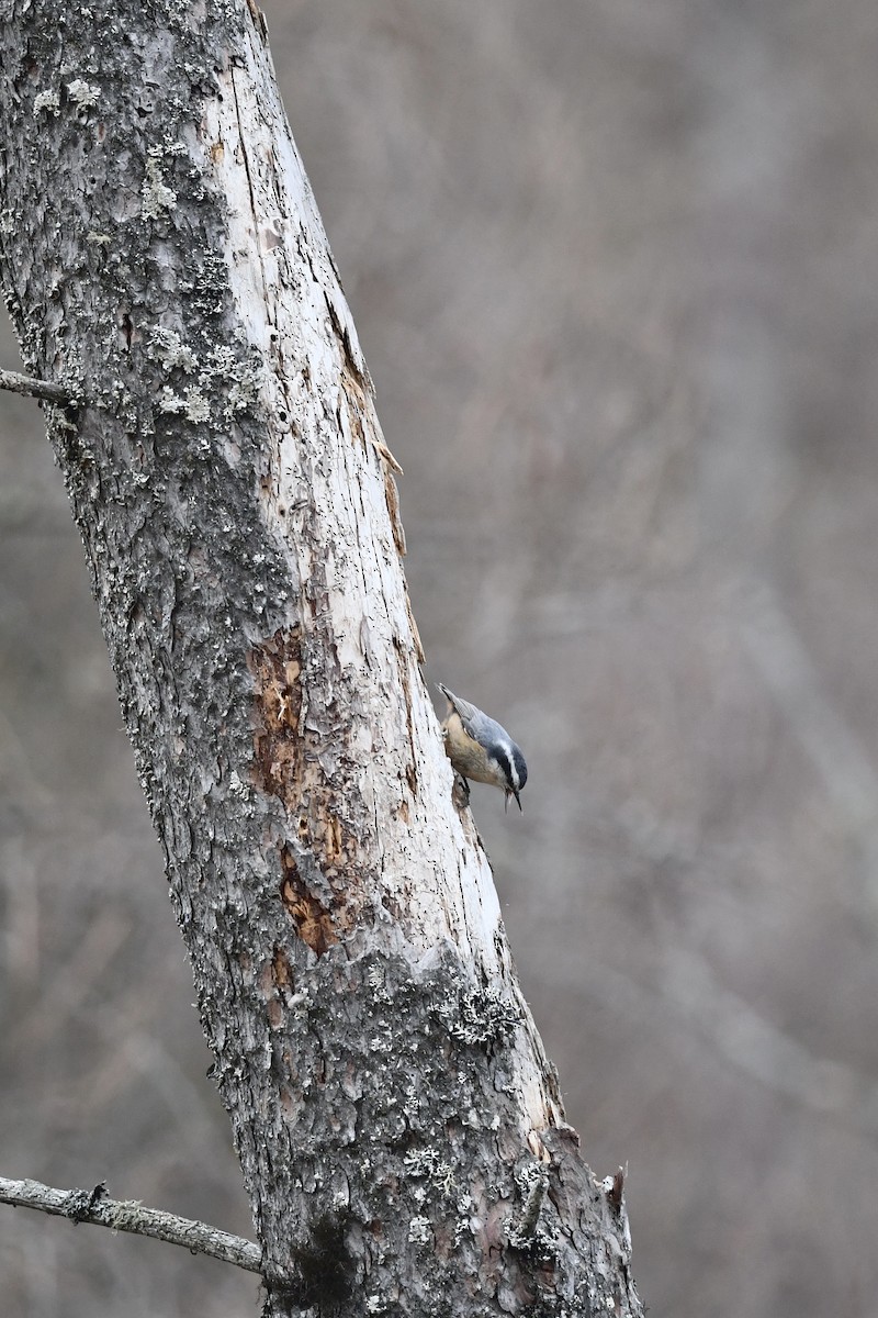 Red-breasted Nuthatch - ML281736651