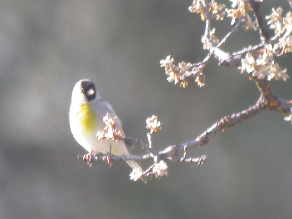 Lawrence's Goldfinch - ML281736861