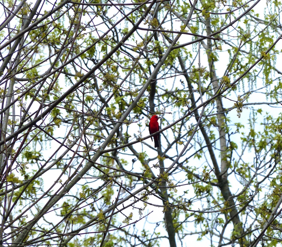 Scarlet Tanager - ML28174331