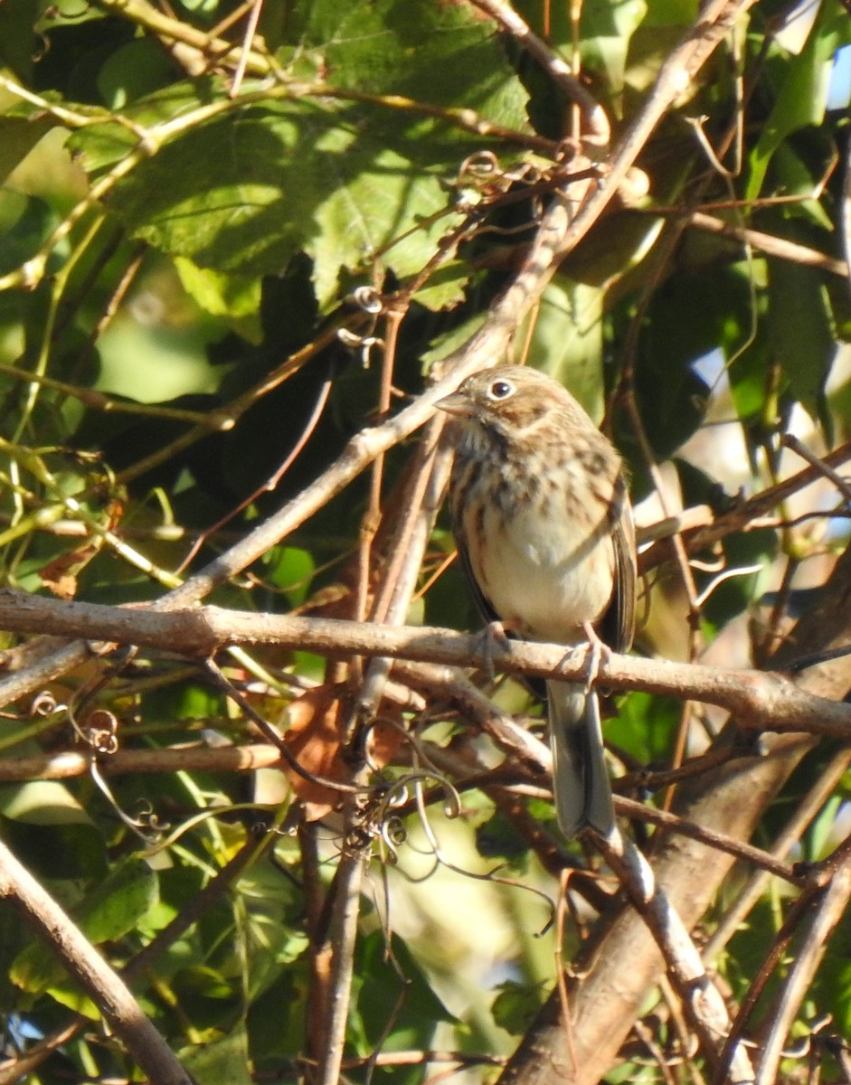 Vesper Sparrow - ML281746981