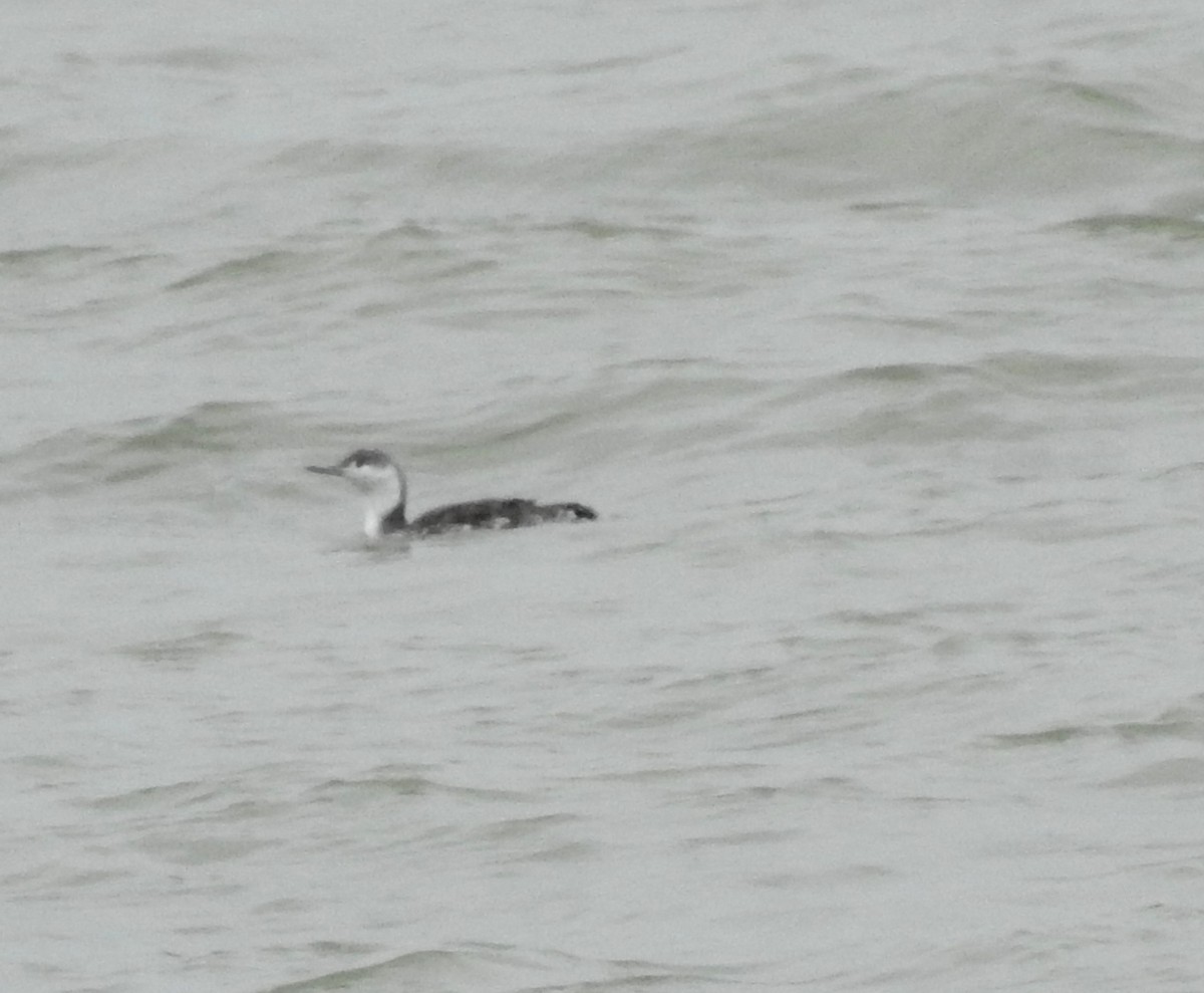 Red-throated Loon - ML281747451