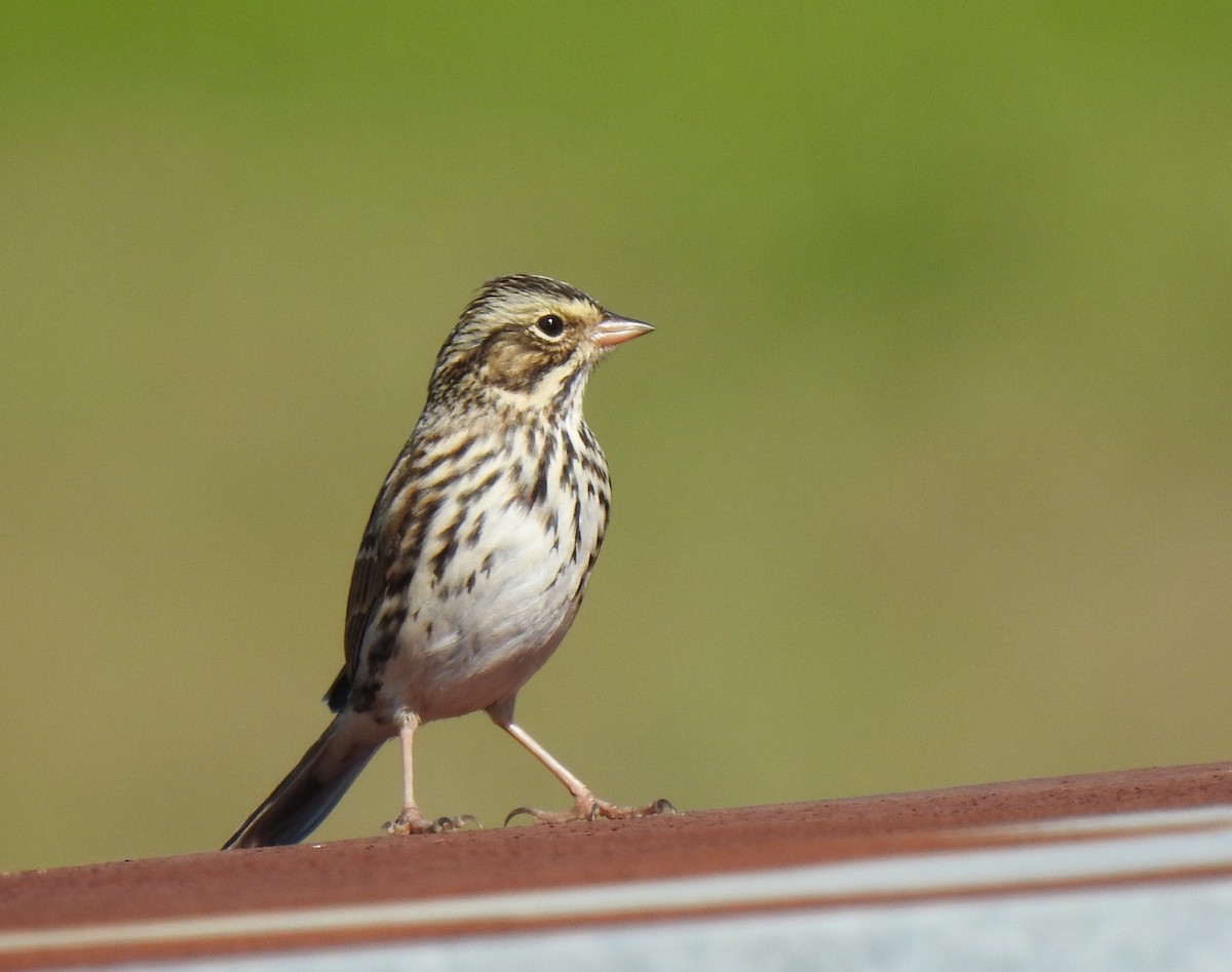 Savannah Sparrow - ML281747591
