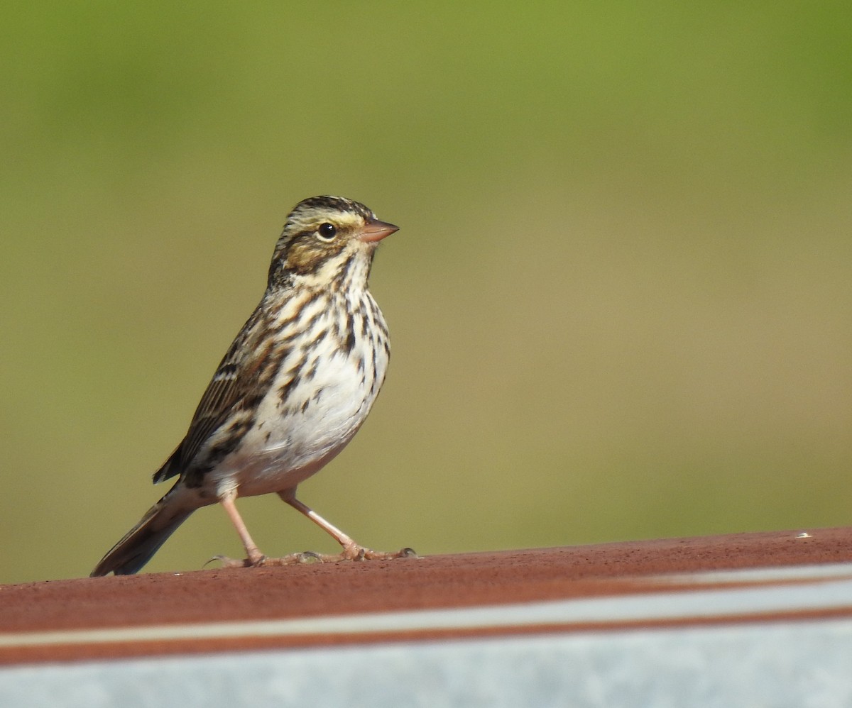 Savannah Sparrow - ML281747711