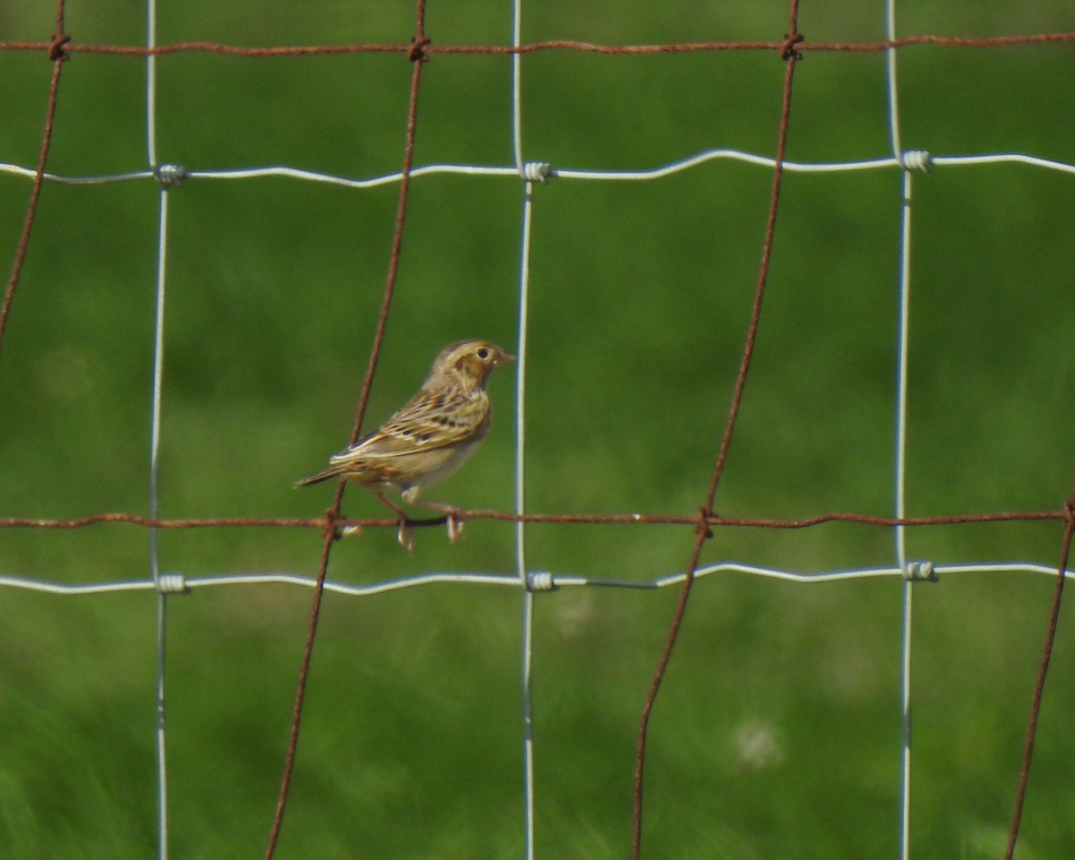 Grasshopper Sparrow - ML281750391