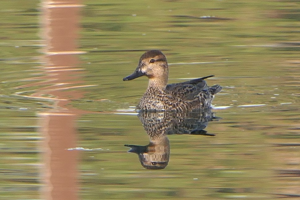 Green-winged Teal - ML281752451