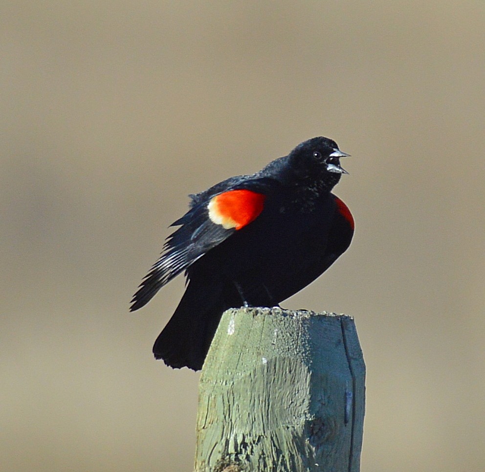 Red-winged Blackbird - Daniel Murphy