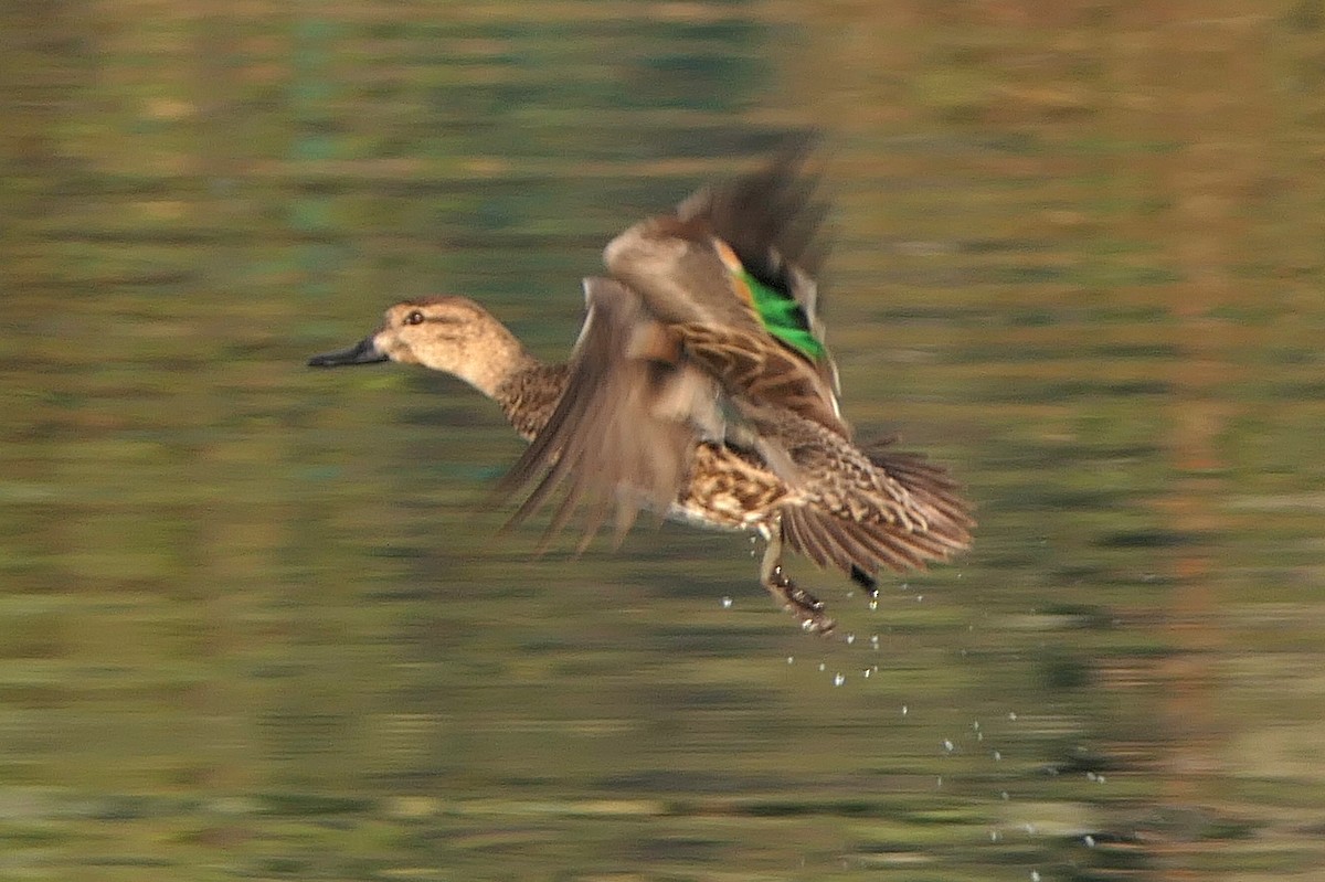 Green-winged Teal - ML281752551