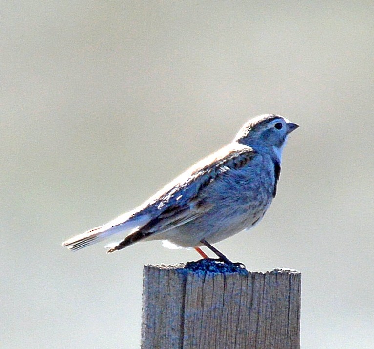 Thick-billed Longspur - ML28175321