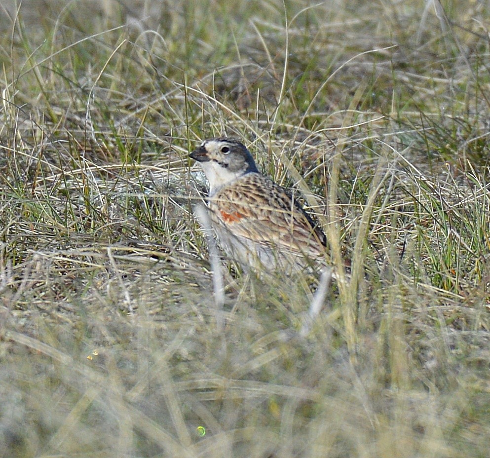 Thick-billed Longspur - ML28175331