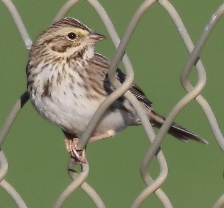 Savannah Sparrow - ML281755191