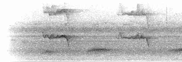 Ошейниковая совка - ML281756
