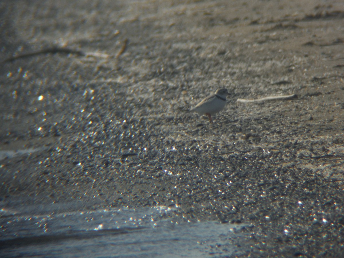Piping Plover - ML28175841