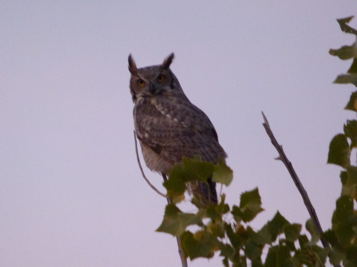 Great Horned Owl - Devin McDonald