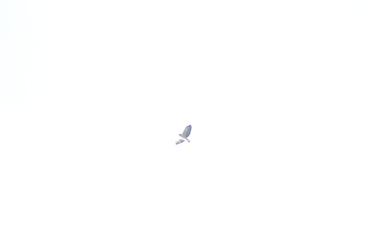 Short-tailed Hawk - ML28175921