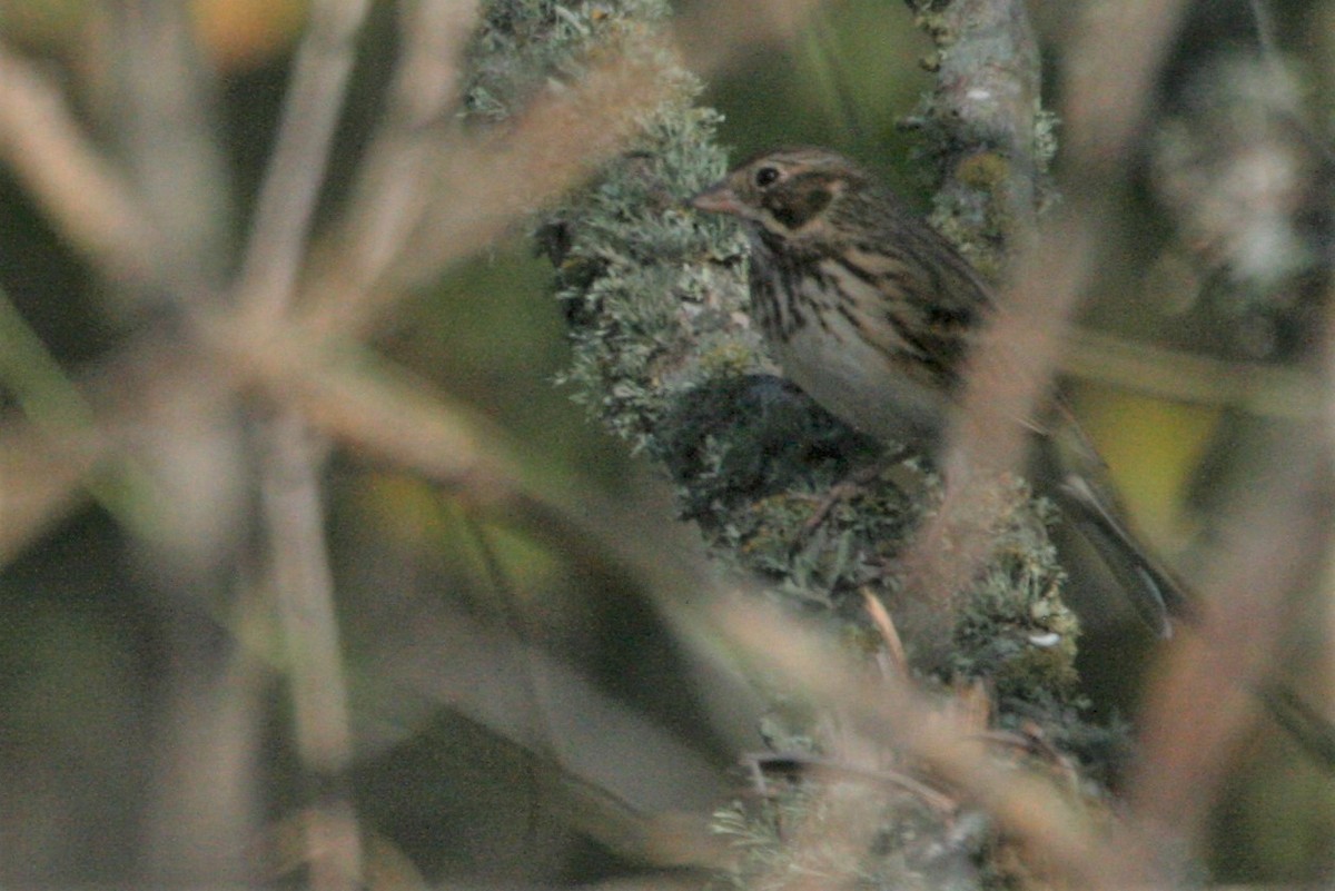 Vesper Sparrow - Bill Eisele