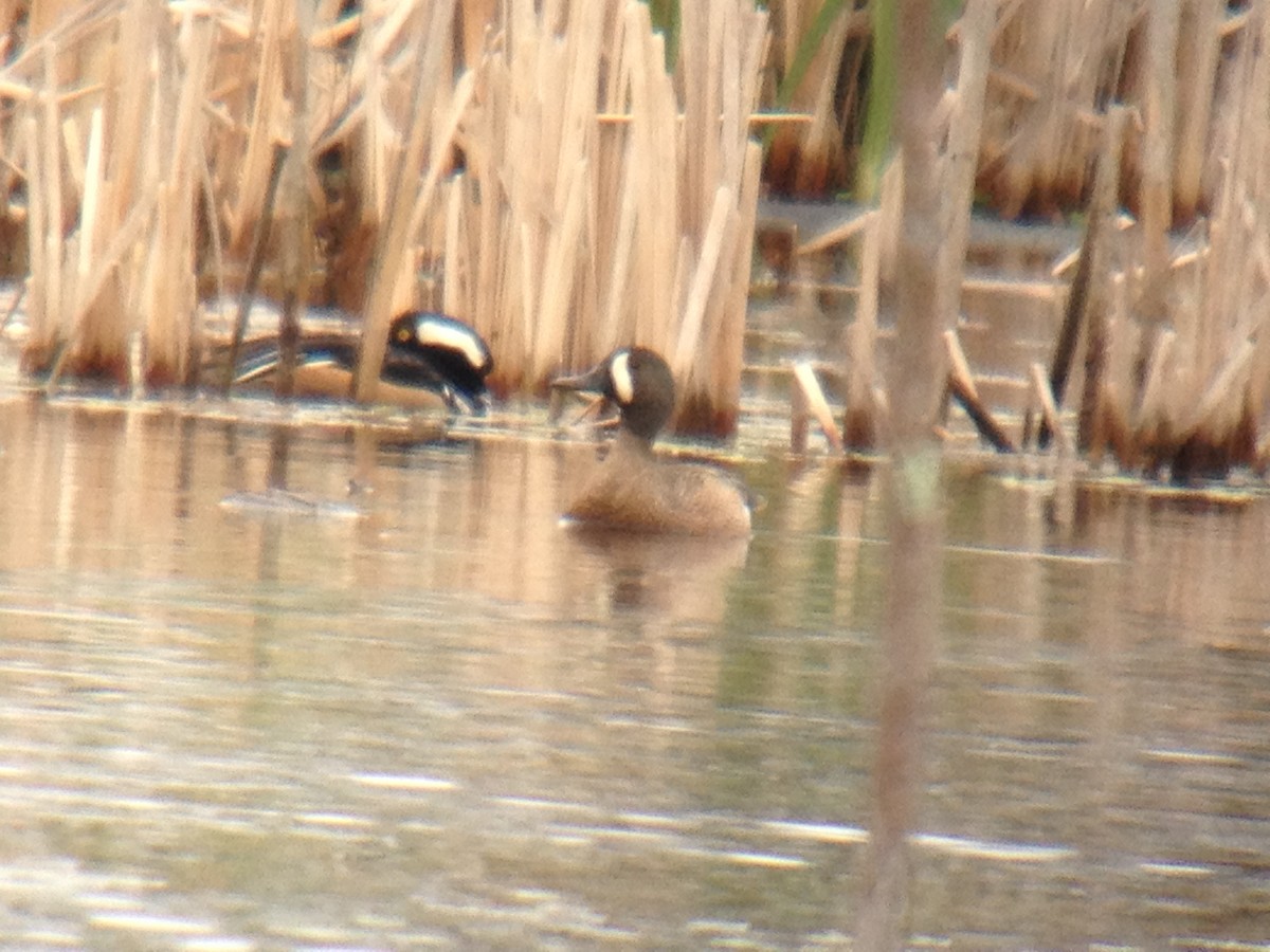 Blue-winged Teal - Larry Therrien