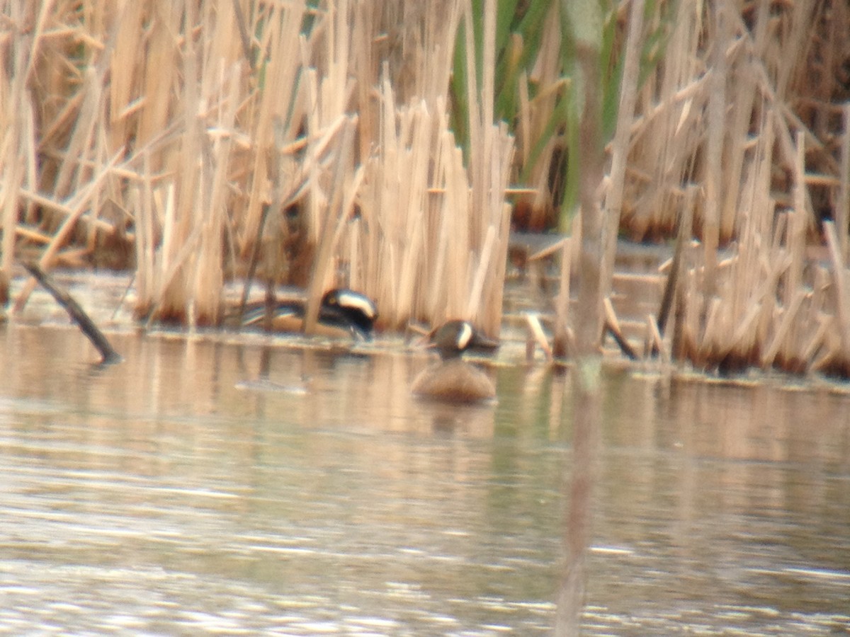 Blue-winged Teal - ML28176201