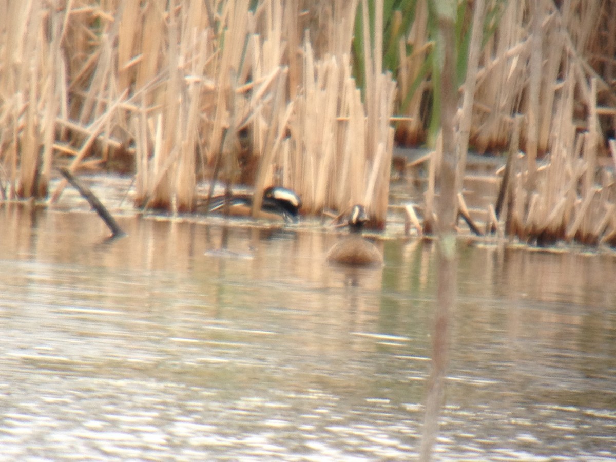 Blue-winged Teal - ML28176211