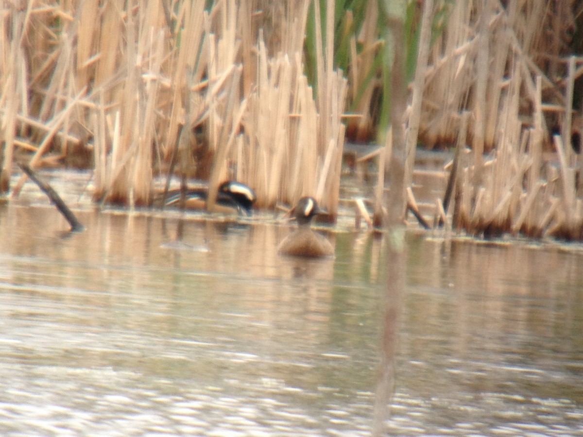 Blue-winged Teal - ML28176221