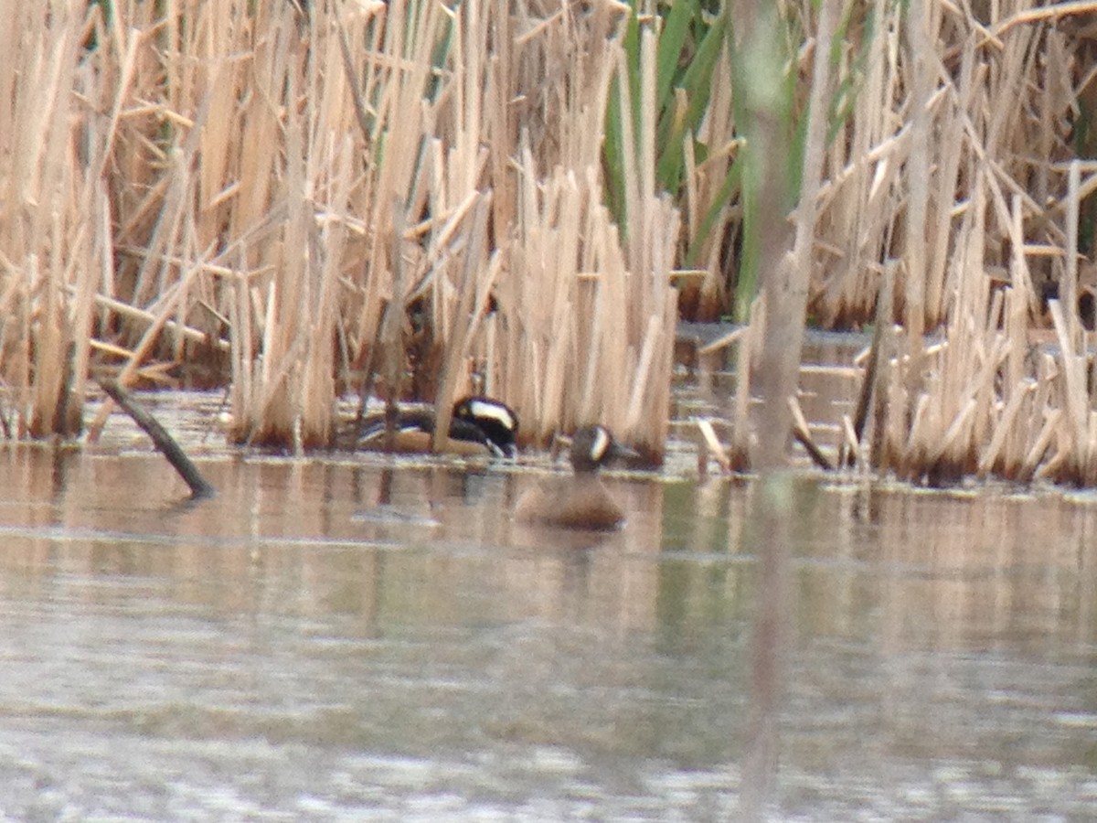 Blue-winged Teal - ML28176231