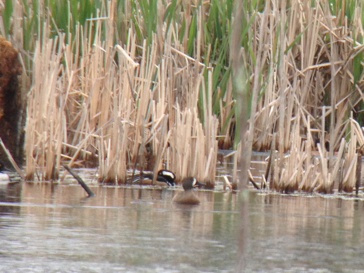 Blue-winged Teal - ML28176241