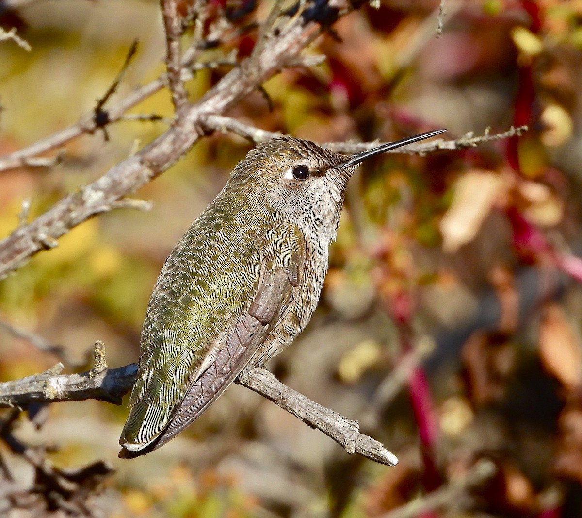 Anna's Hummingbird - Pair of Wing-Nuts