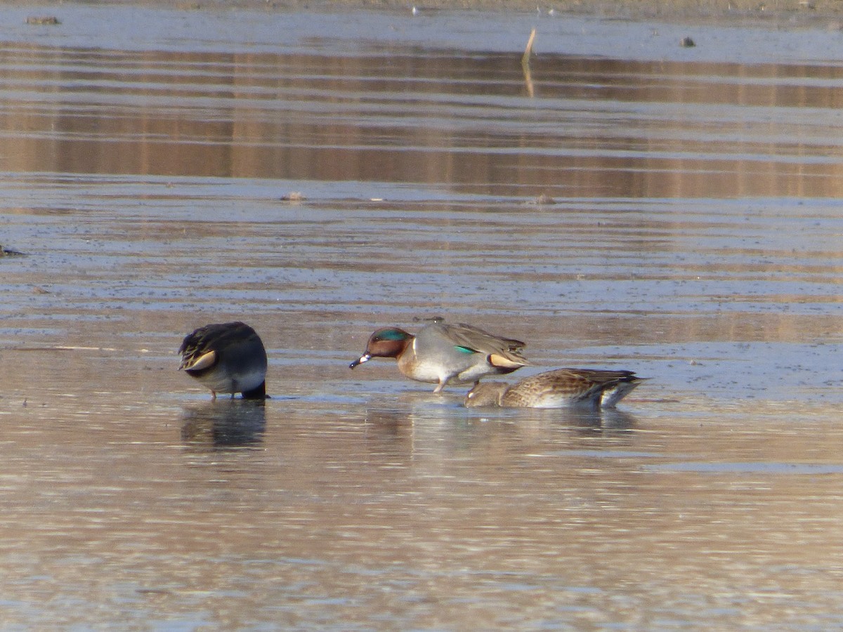 Green-winged Teal - ML281767281