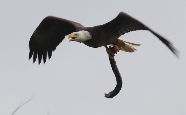 Bald Eagle with aquatic salamander prey. - Bald Eagle - 