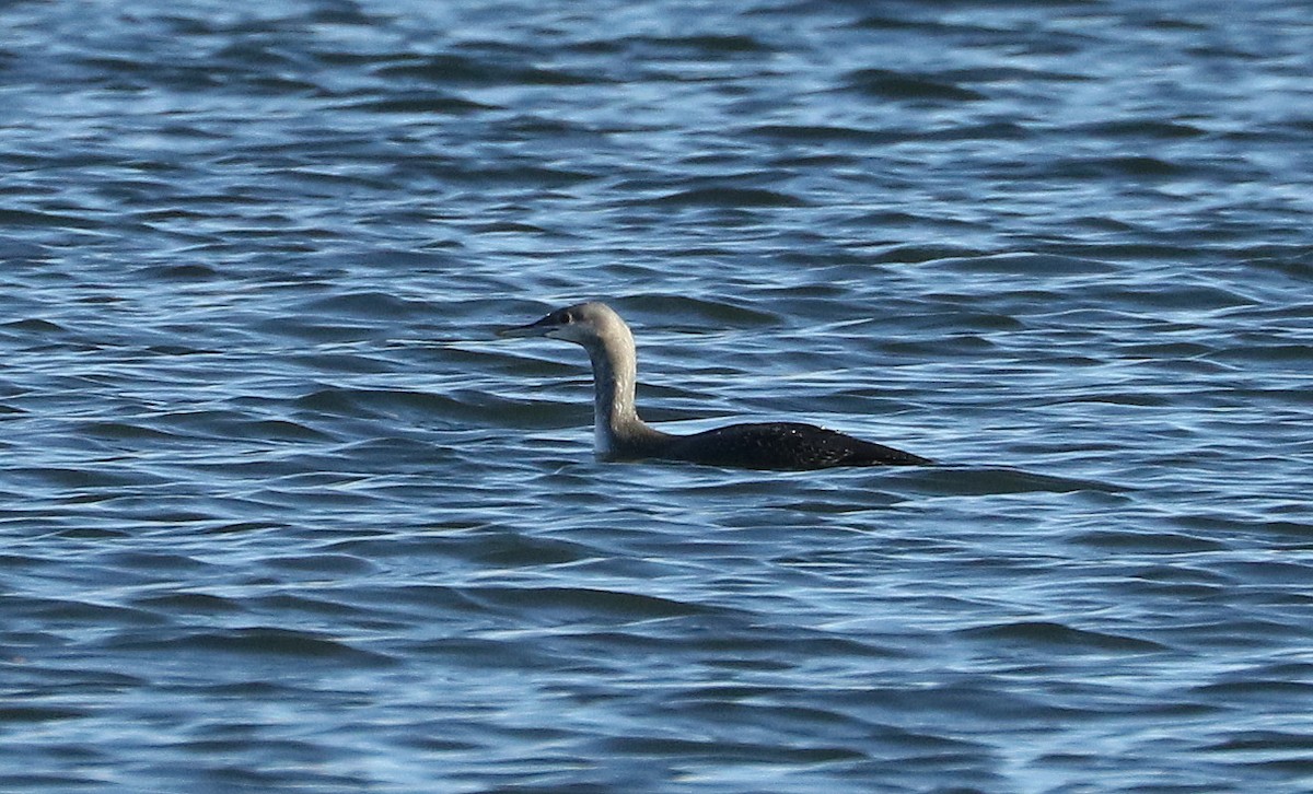 Red-throated Loon - ML281775481