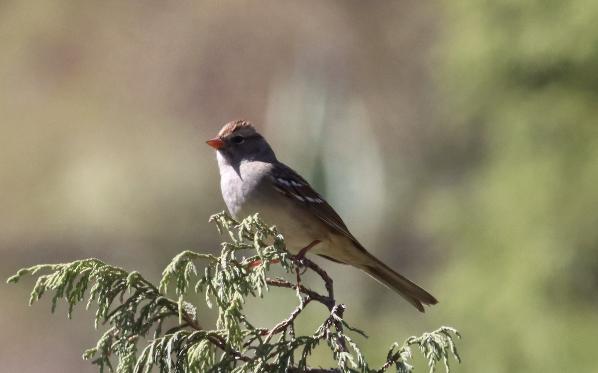 White-crowned Sparrow - Ricardo Lopez Z.